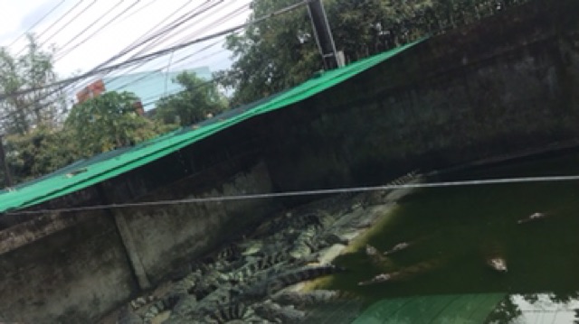 Bóp ví da cá sấu