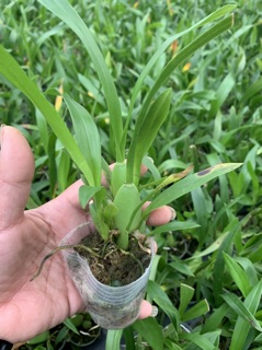 Cây vũ nữ vàng giống