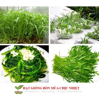 Hạt Giống Rau Muống Cao Sản 50 hạt 50g Hạt Giống Rau Muống Tre Thái Lan (Ipomoea aquatica) luckyseed hạt siêu rẻ