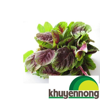 200 hạt giống rau dền