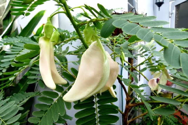 hạt giống BÔNG SO ĐŨA