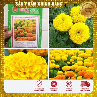 Hạt Giống Hoa Cúc Vạn Thọ Mỹ Mix -50 hạt