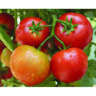 Hạt giống cà chua trái tròn F1 Mongal - gói 0,5 gram