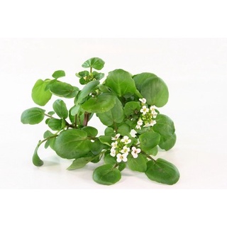 Hạt cải xoong ~ cải xoong 100h