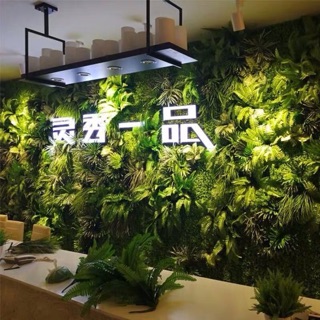 Dương Xỉ Vải Cỡ Trung 50cm