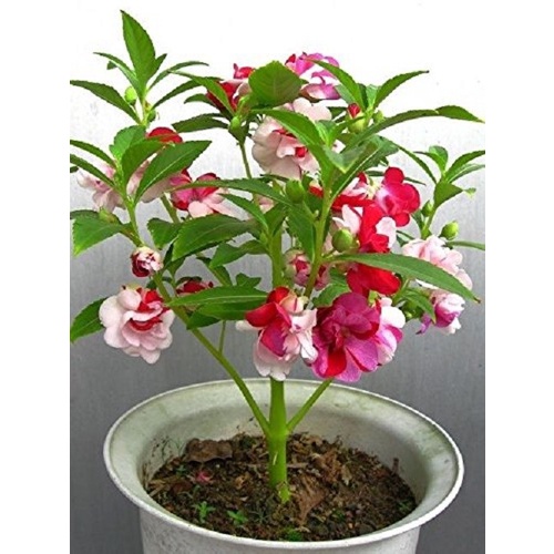 1KG PHÂN GÀ NHẬT DẠNG VIÊN BÓN CHO TẤT CẢ CÂY HOA, RAU MÀU