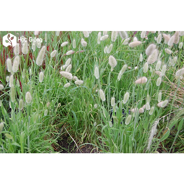 Hạt Giống Cỏ Đuôi Thỏ 50 Hạt