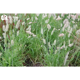 Hạt giống Cỏ Đuôi Thỏ - 0,1 gram