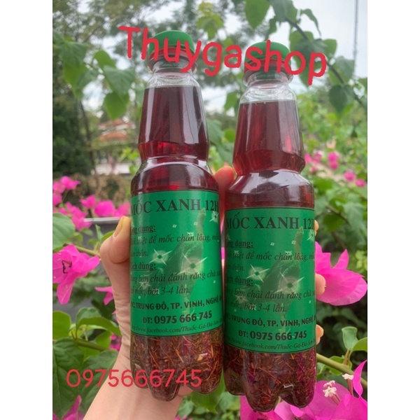 mốc lác gà đá