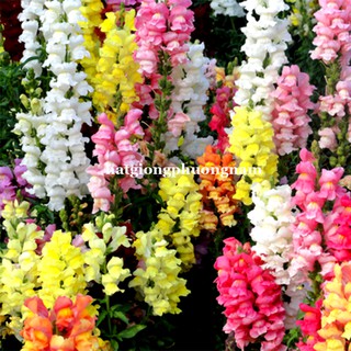 100H - HẠT GIÔNG HOA MÕM SÓI MIX