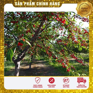 Hạt giống Quả Anh Đào (Cherry) 10 Hạt