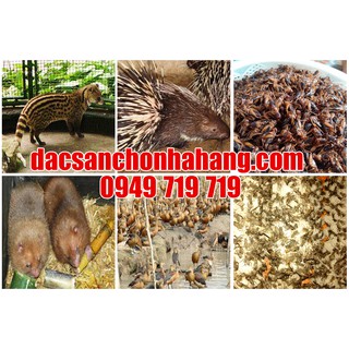 Khay trứng dế thái