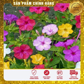 Hạt giống hoa Bông Phấn Nhiều màu (Mirabilis Jalapa)