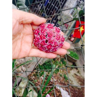 cây cầm cù đỏ cây giống trồng 1 năm có hoa