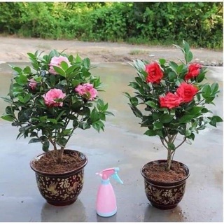 Hoa trà my đủ màu