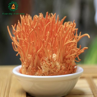ĐÔNG TRÙNG HẠ THẢO TƯƠI