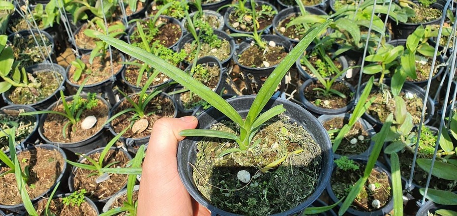 Hoa lan kiếm Hà Thu