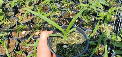 Hoa lan kiếm  Trắng Hà Thu