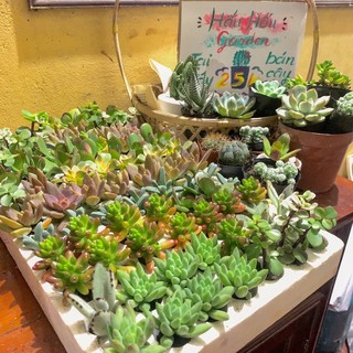 Combo 20 cây sen đá ( được chọn )