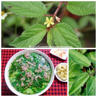 10GR - HẠT GIỐNG RAU ĐAY