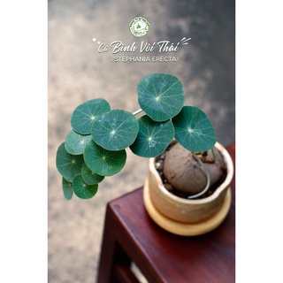 Củ ĐỒNG TIỀN (bình vôi thái lan Stephania ERECTA) mang ý nghĩa TÀI LỘC