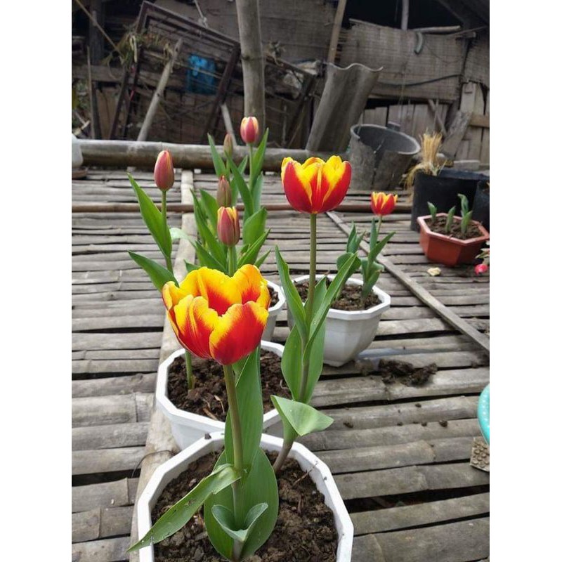 combo 10 củ hoa Tulip đủ màu