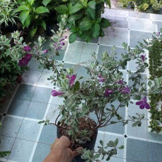Cây hoa tuyết sơn phi hồng