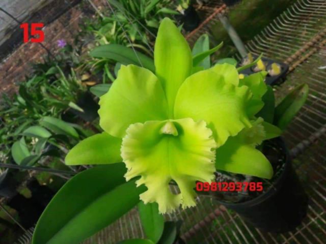 Cattleya cây giống