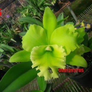 Cattleya cây giống