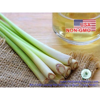 10h Hạt Giống Sả Chanh (TLA0| B43*X32*M535)