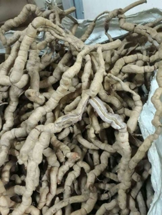 Ba kích tím 1kg