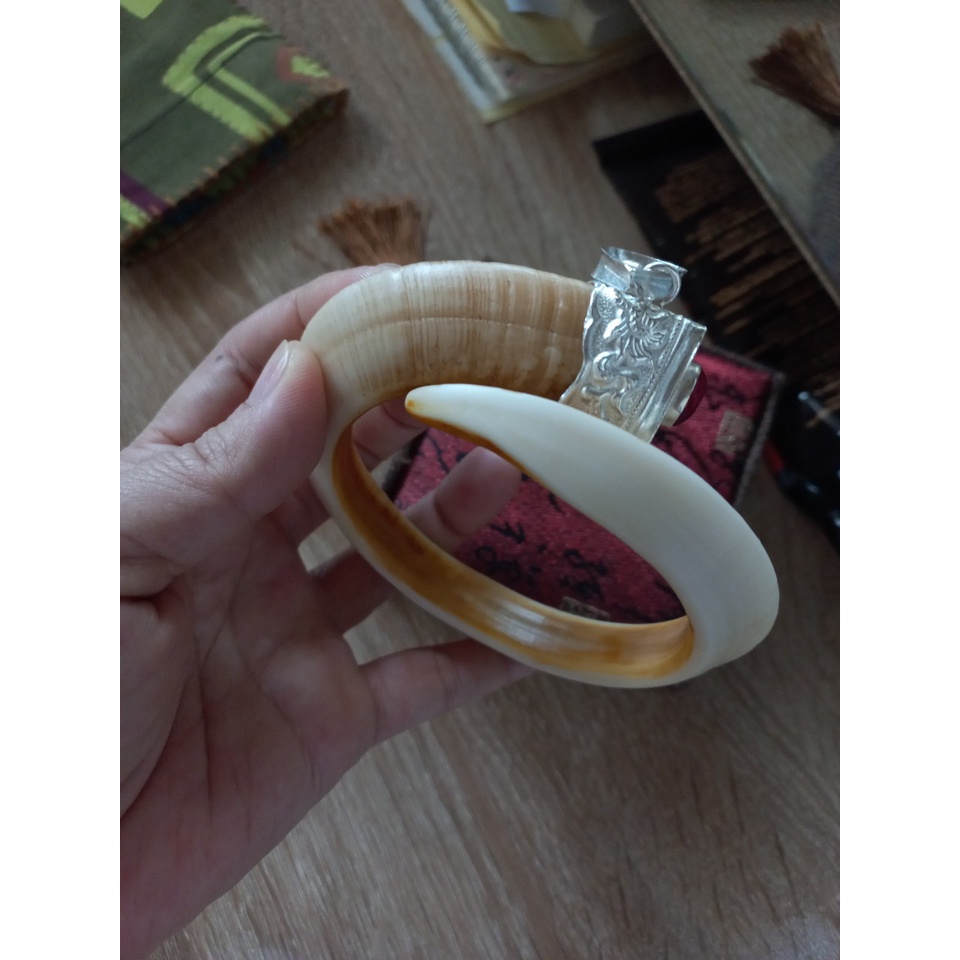 Nanh heo vòng bọc bạc nhân tạo
