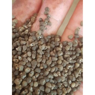 400 Hạt giống sâm Bố chính hoa đỏ