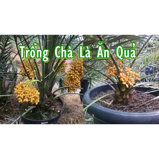 Cây Chà Là Cảnh - ĂN QUẢ ( Ra Trái Sau 6-8 Tháng Trồng )