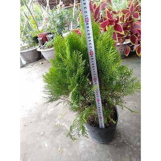 cây tùng bách diệp