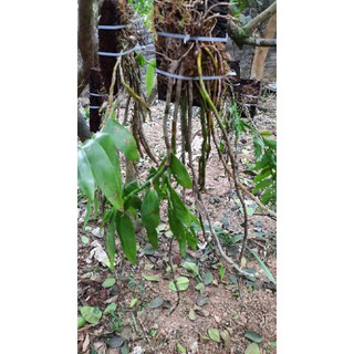 Hoa phong lan phi điệp vàng tây bắc