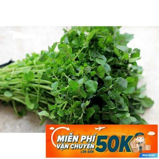 1g Hạt giống Xà lách xoong LuckyseadTG
