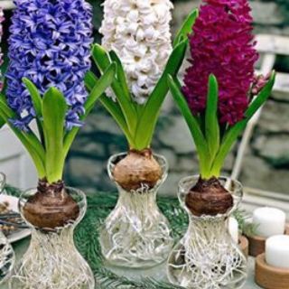 Củ hoa tiên ông đủ màu 10c