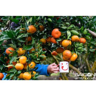 Cây cam đường canh