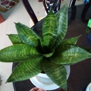 lưỡi hổ lùn(lưỡi mèo)