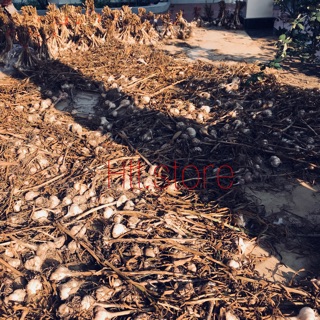 Tỏi nhà trồng sạch tự nhiên 100%