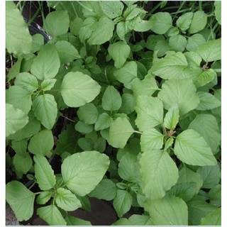 Hạt giống rau dền cơm - Gói 10gram