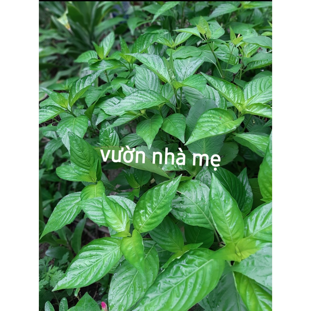 Cây lá cẩm tím tạo màu tự nhiên