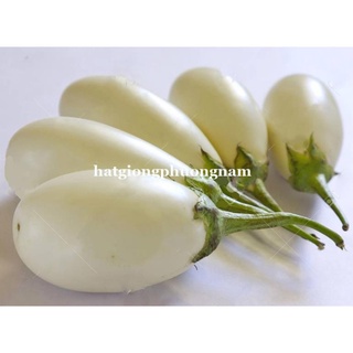 40H - HẠT GIỐNG CÀ PHÁO TRỨNG TRẮNG