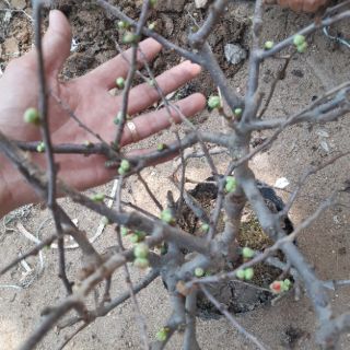 Mai đỏ đang nụ hàng chơi tết