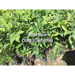 Cây muồng hoàng yến