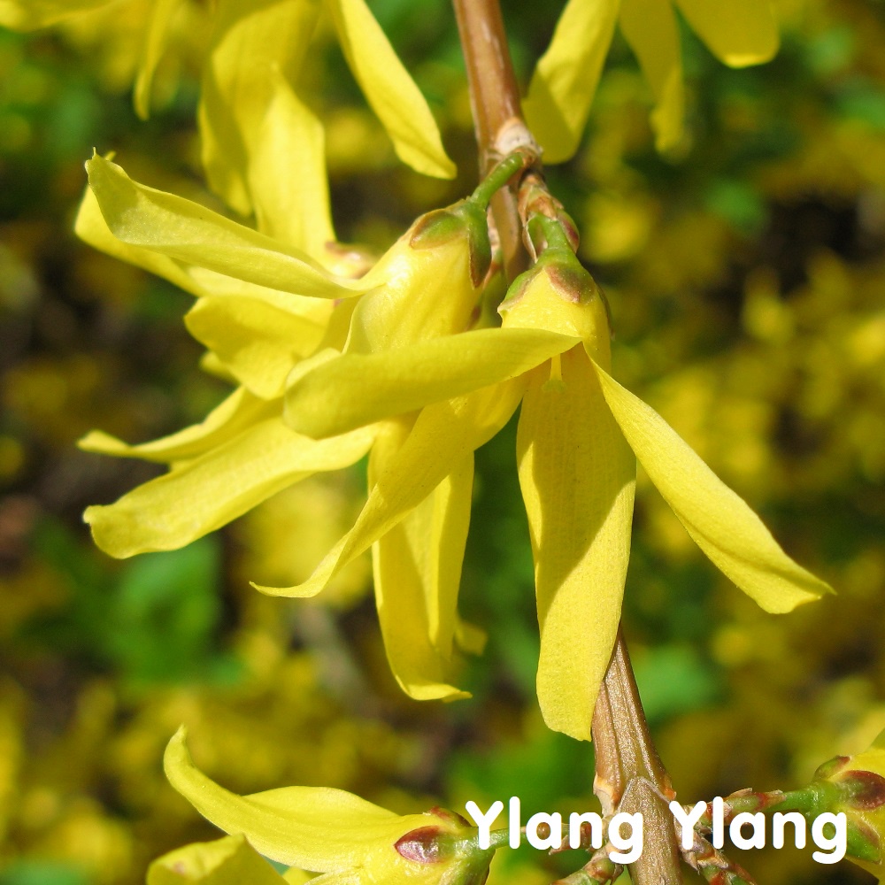 Tinh dầu Ngọc Lan Tây Ylang Ylang Essential Oil (Complete và III)