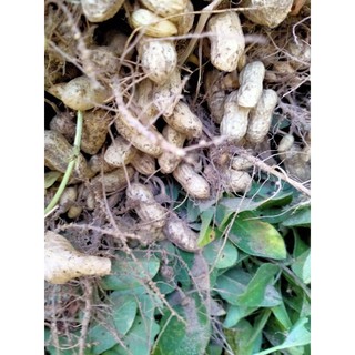 lạc tươi nhà trồng(1kg)