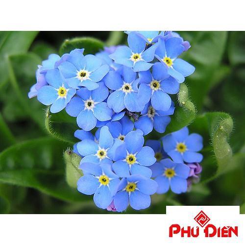 Gói 100 hạt giống hoa lưu ly xanh PHÚ ĐIỀN