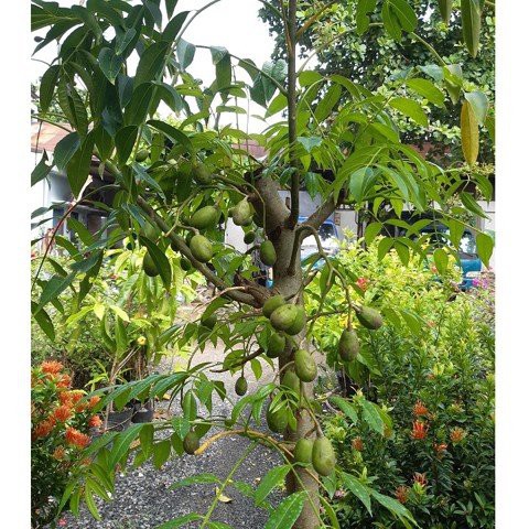 Cây cóc thái chưa hoa 40-50cm